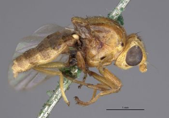 Media type: image;   Entomology 13364 Aspect: habitus lateral view